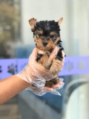 Yorkshire macho com 59 dias vacinado com pedigree e garantias de saúde em contrato