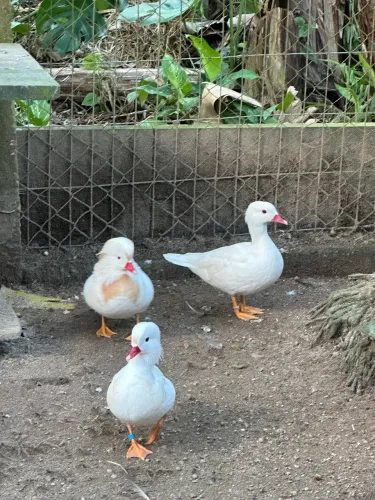 Patos ganso marreco 