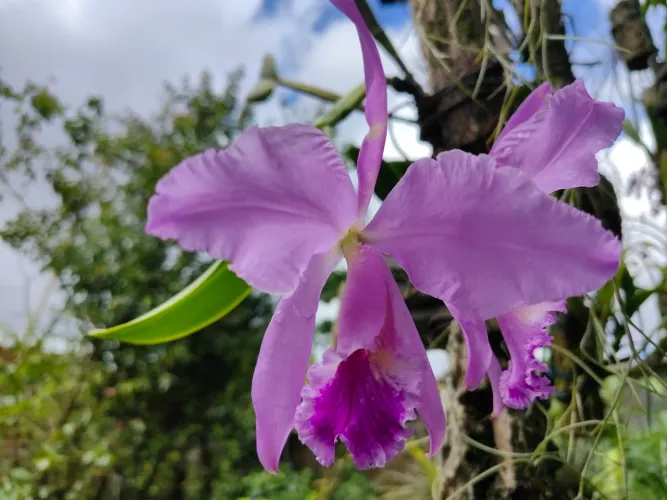 Linda Orquídea Roxa para Jardinagem