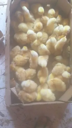 Frangos para venda