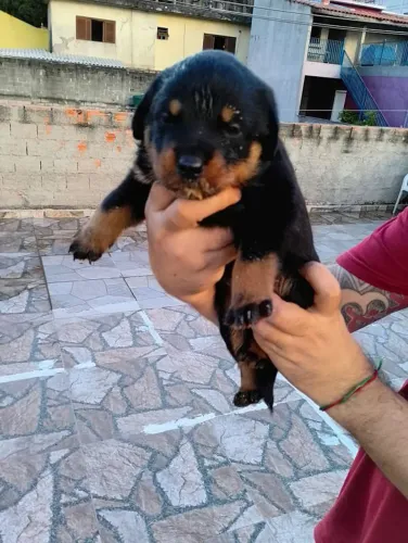 Filhote Rottweiler, Os mais encantadores da cidade te esperam!