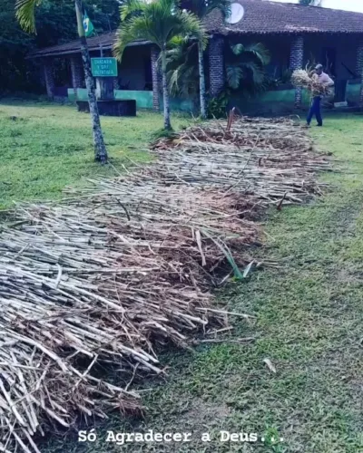APROVEITE AS CHUVAS E PLANTE CAPIM BRS CAPIAÇU VENDO GEMAS