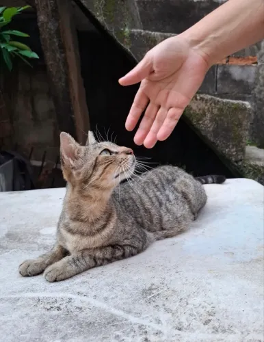 Gata castrada doação 