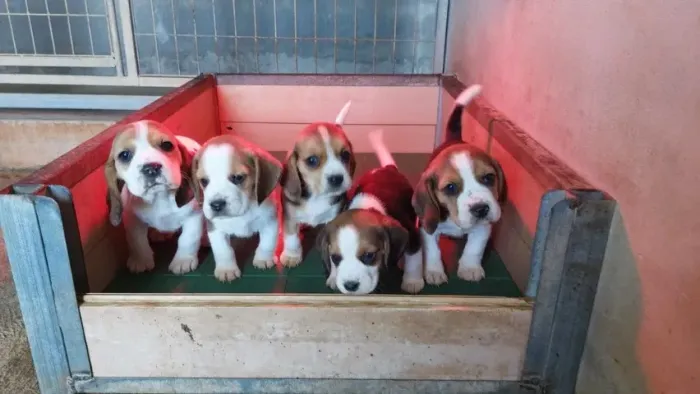 Beagle Doce e Brincalhão: Beagle Busca Família para Aventuras