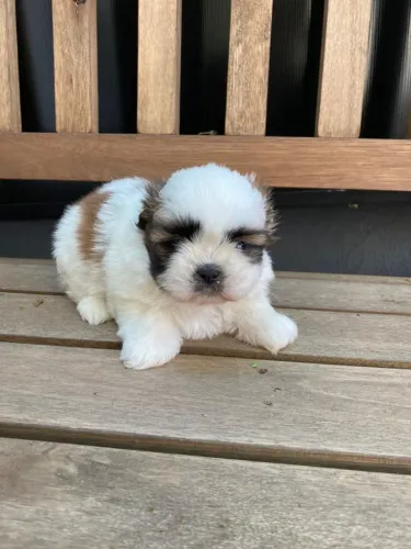 Shih Tzu garantias em contrato (tamanho, e doenças virais, genéticas)