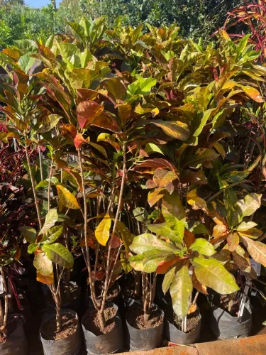 Mudas de Croton Vibrantes e Saudáveis