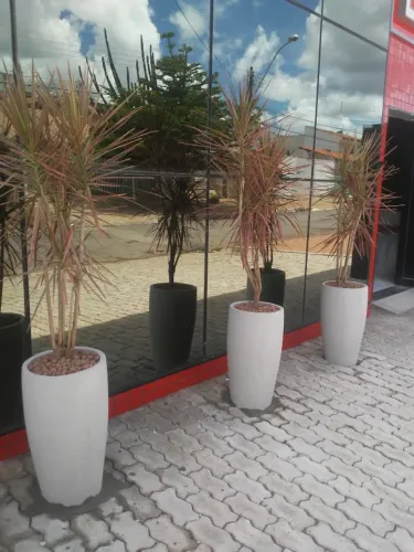 Vasos e plantas