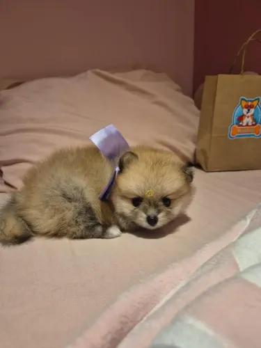 Filhote Spitz Alemão, Quem Disse Que Amor Não Se Compra?