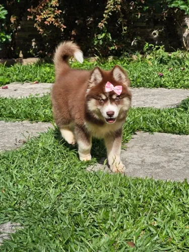 Husky Siberiano | Entrega em Foz dia 30/05