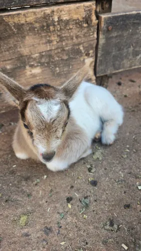 Mini Cabra Genética Campeã