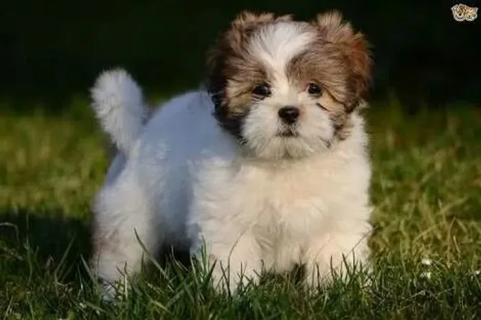 Dono de si, dono de você ? assim vive o Shih Tzu.