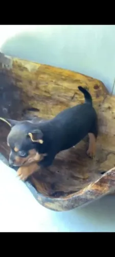 Pincher 0 anão 