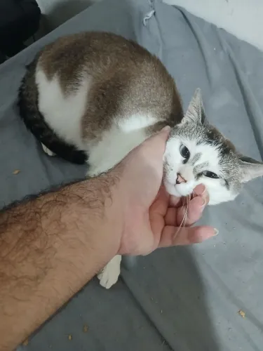 Gatinho super dócil e carinhoso