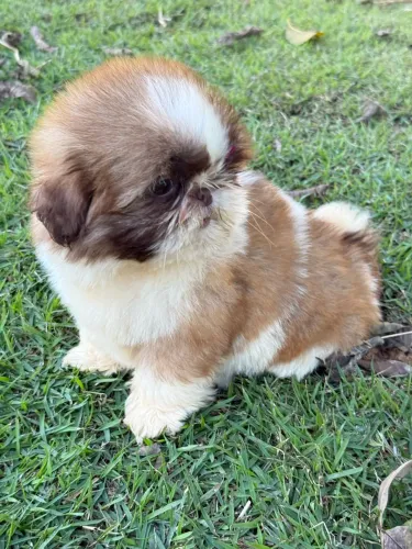 Shihtzu fêmea Pedigree de Pureza