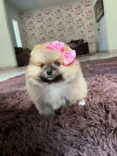 Spitz alemão/ lulu da pomerania