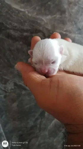 LINDOS FILHOTES DE SHITZU MACHO E FEMEA, RESERVE JÁ O SEU, A RAÇA MAIS AMADA E PROCURADA?