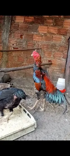 Ovos galados
