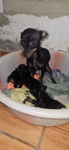 Pinscher 0