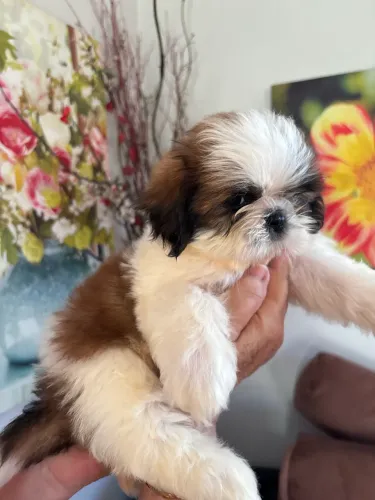 filhote de shih tzu de raça pura cartão 10x