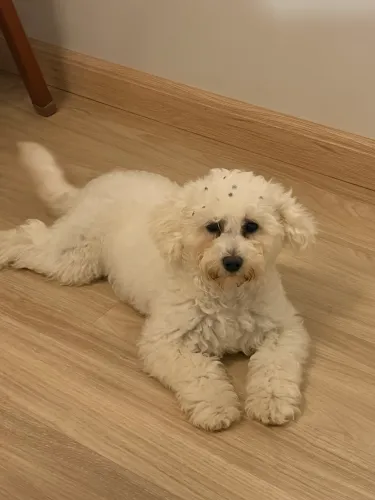 poodle fêmea