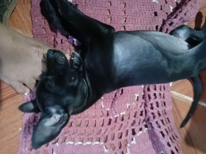 Vendo esse pinscher n2 u