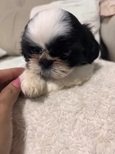 Cachorro shitszu 
