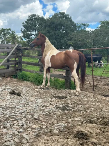 VENDO PAMPA DE CASTANHO