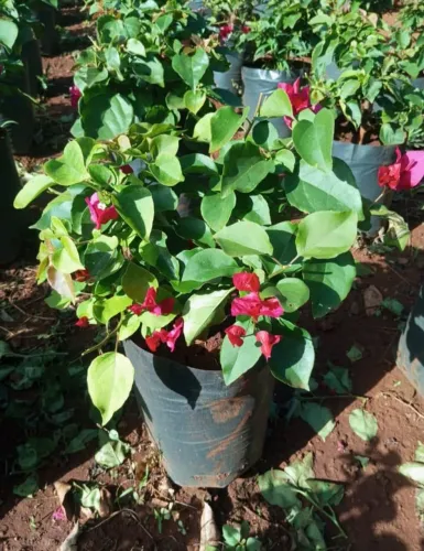 Mudas de Bougainville 50 cm. 
