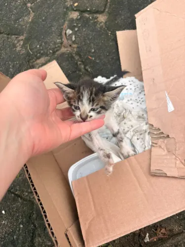 Gatinho filhote 