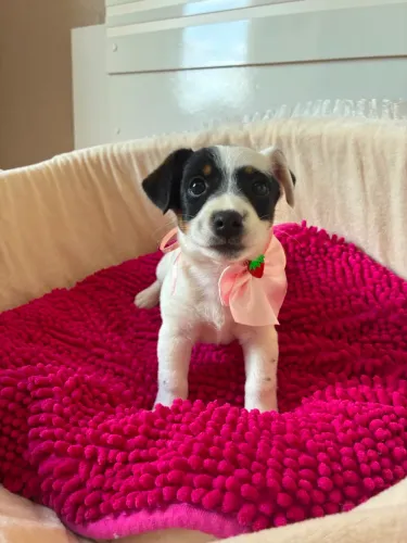 Jack Russel Terrier fêmea a venda 