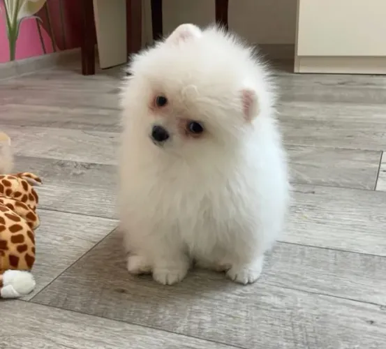 Cachorro Lulu filhote encantador em promoção aproveite.