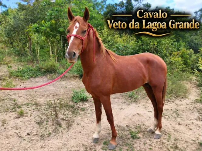 Cavalo e Ègua Mangalarga Registrados - Marcha Batida Filhos de Reservado Nacional