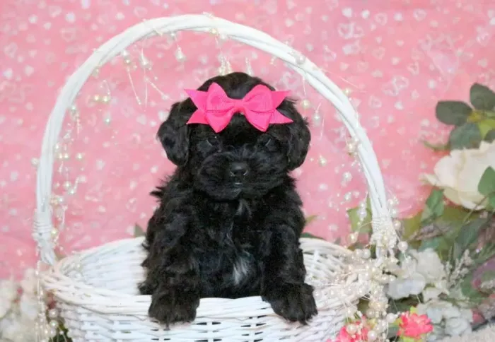 Lhasa Apso filhotes à venda - oportunidade