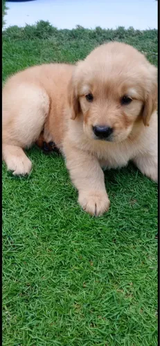 Golden retriever
