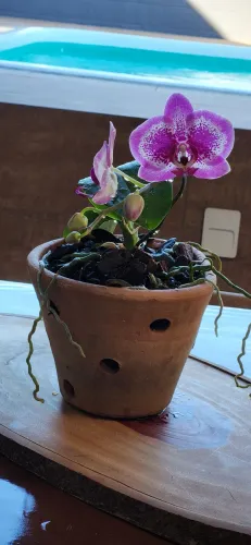 Vaso de barro para orquídeas 
