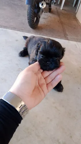 Cachorro 