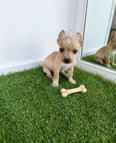 Pinscher Pequeninos e Super Carinhosos