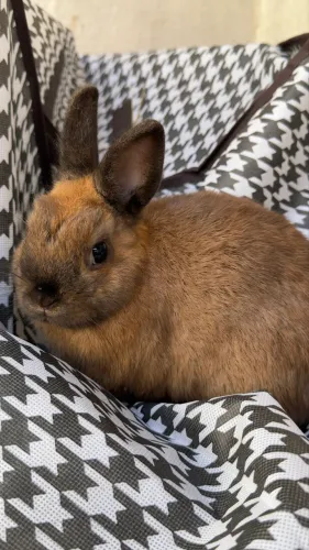 Coelho Netherland Dwarf macho (3 meses)