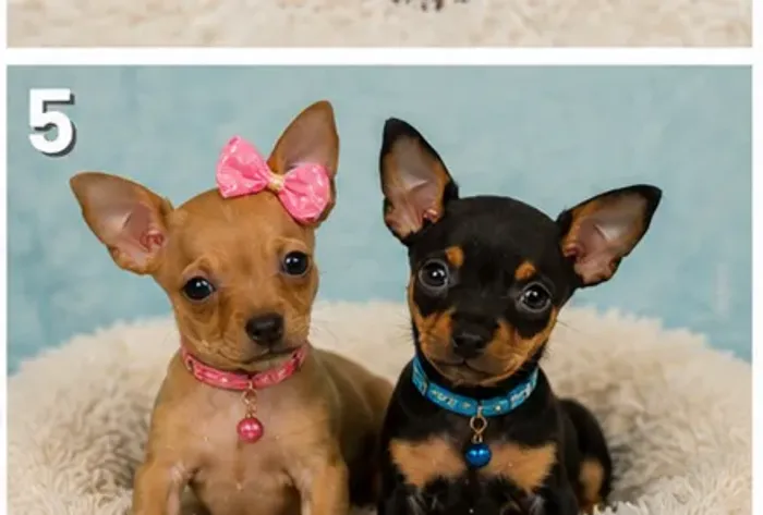 Neném temperamento alegre Pinscher/Pincher/Pinsher/Pintier