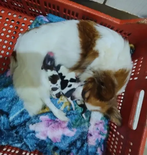 Lindo filhote de Chihuahua pelo longo tricolor