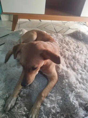 Cachorrinha para doação