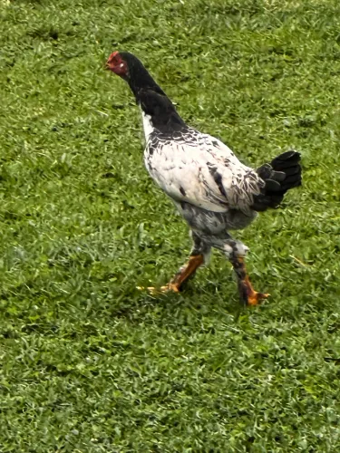 Frangos Caipira