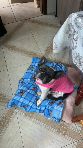 Buldogue Francesa 