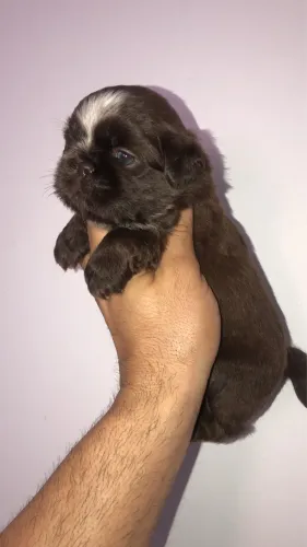 Machinho de Shih tzu chocolate
