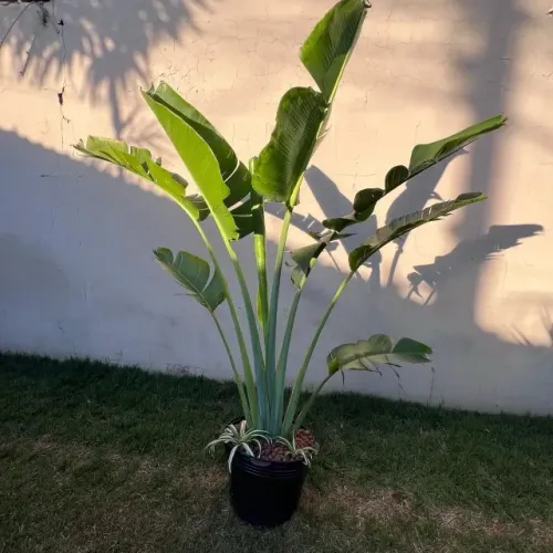 Muda de Ravenala (Árvore do Viajante) 2m - Linda e Saudável