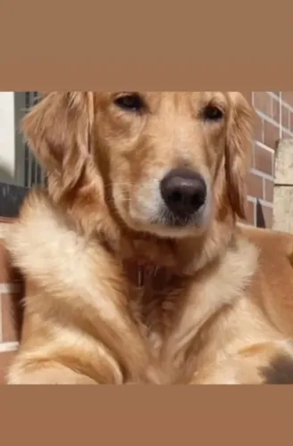 Golden retriever