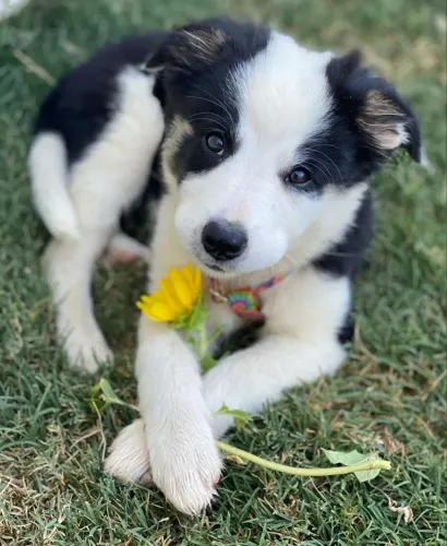 Filhotes De Border collie - Venha Conhecer Essa Fofura