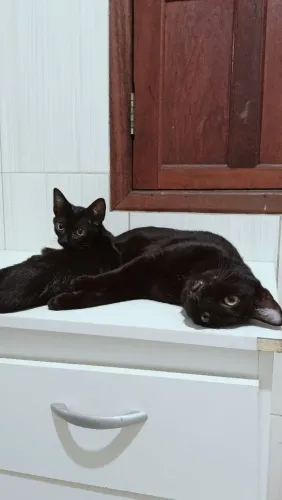 Gatinho Preto muito dócil 
