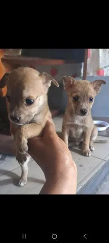 ESTOU COM CASAL DE PINSCHER NÚMERO 2