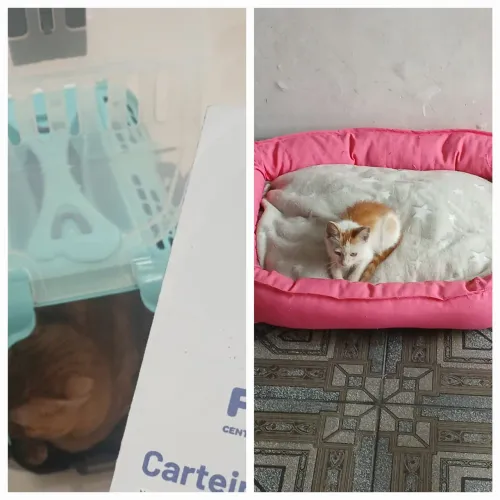 Conjunto cama e caixinha de transporte